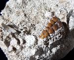 Phacodus punctatus (DIXON 1850) - Bild © FossNet FossilienStore